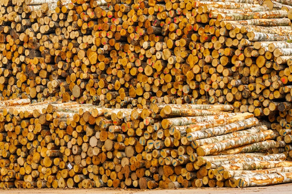 Background Of A Large Pile Of Birch Logs, Timber Harvesting