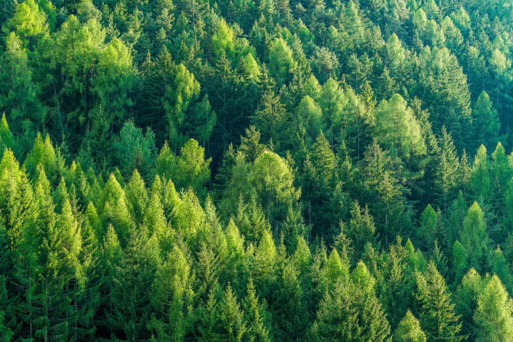 Green Forest Of Fir And Pine Trees Landscape Background