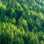 Green Forest Of Fir And Pine Trees Landscape Background