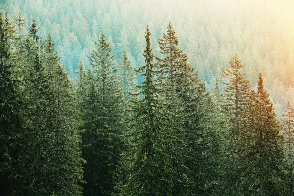 Green Coniferous Forest With Rays of Sunlight