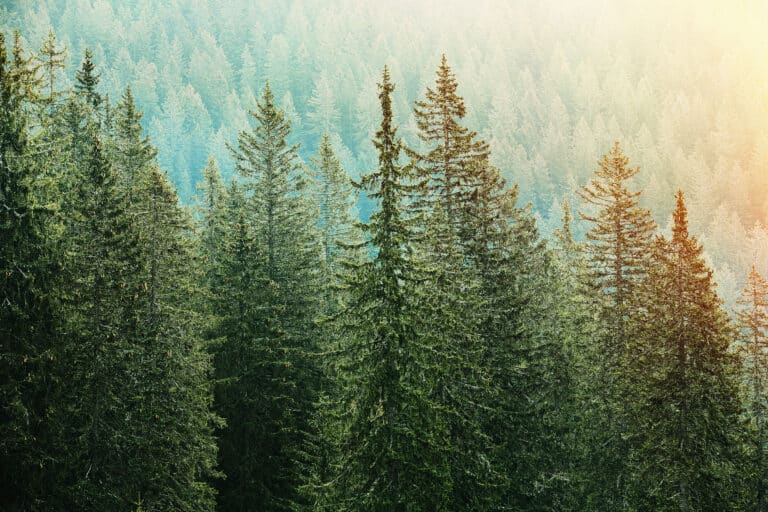 Analysing the “Timber in Construction Roadmap”